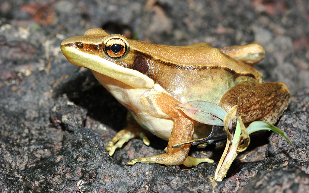 Bronzed Frog